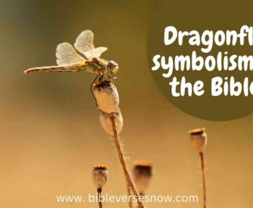 Dragonfly symbolism in the Bible