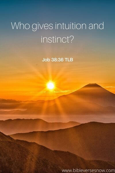 Job 38:36 TLB