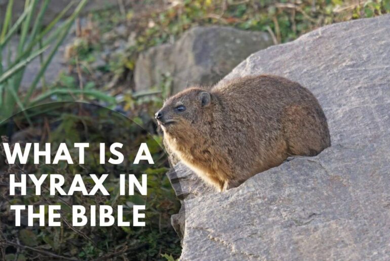 What is a hyrax in the Bible