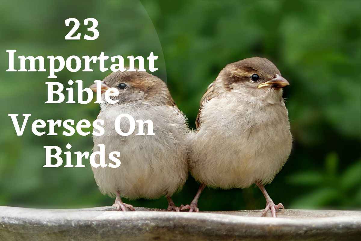 23 Important Bible Verses On Birds