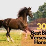 Bible Verses On Horses