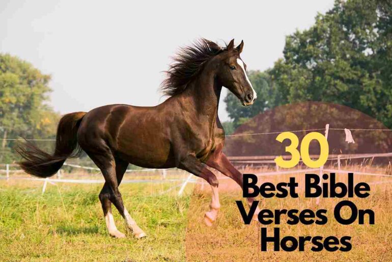 Bible Verses On Horses