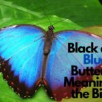 Black and blue butterfly meaning in the bible