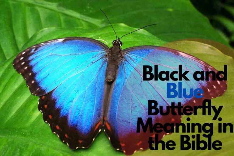 Black and blue butterfly meaning in the bible