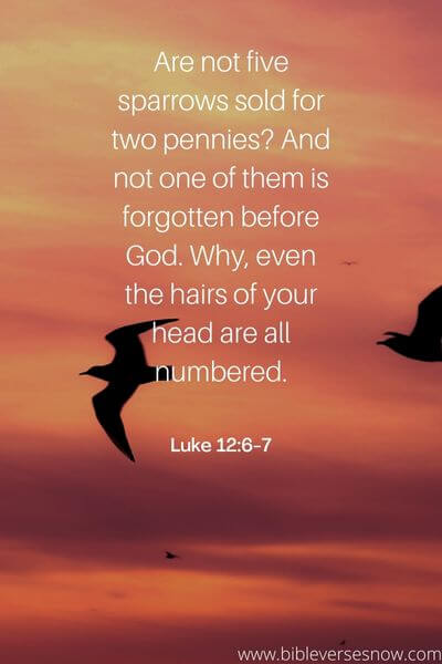 Luke 12_6-7