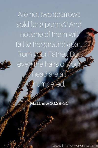 Matthew 10_29-31