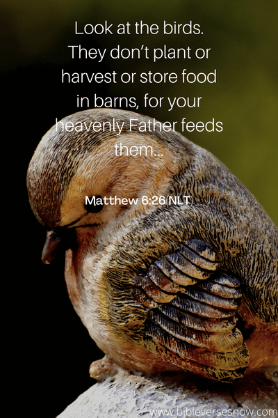 Matthew 6_26(NLT)