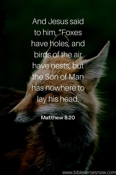 Matthew 8_20