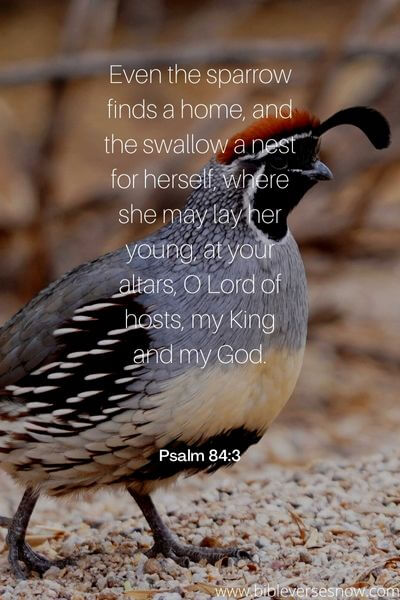 Psalm 84_3