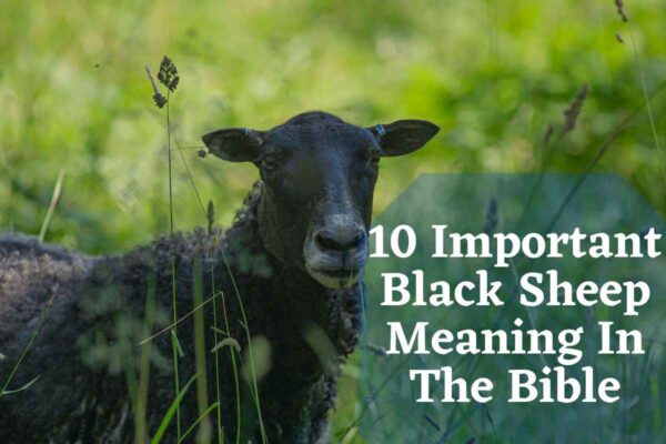 Black Sheep Meaning in the Bible – Bible Verses of the day