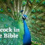 Peacock in The Bible