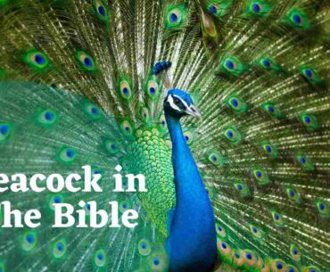 Peacock in The Bible