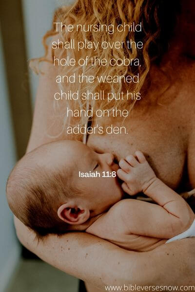 Isaiah 11_8
