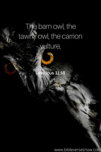 Leviticus 11_18