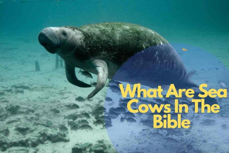 What Are Sea Cows In The Bible