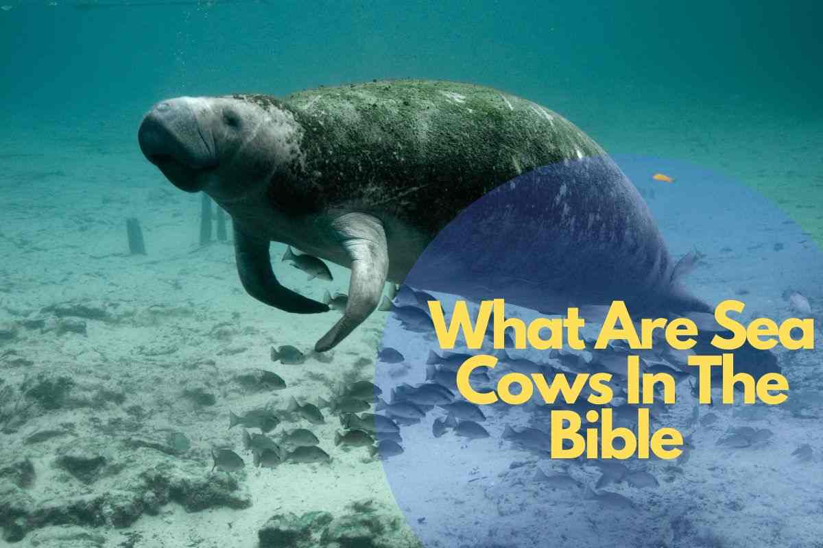What Are Sea Cows In The Bible