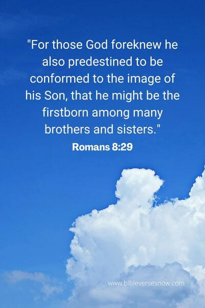 Romans 8_29