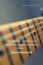 60 Interesting Song Of Solomon Wedding Verse Bible Verses of the day