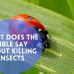 What Does The Bible Say About Killing Insects