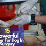 Prayer For Dog In Surgery