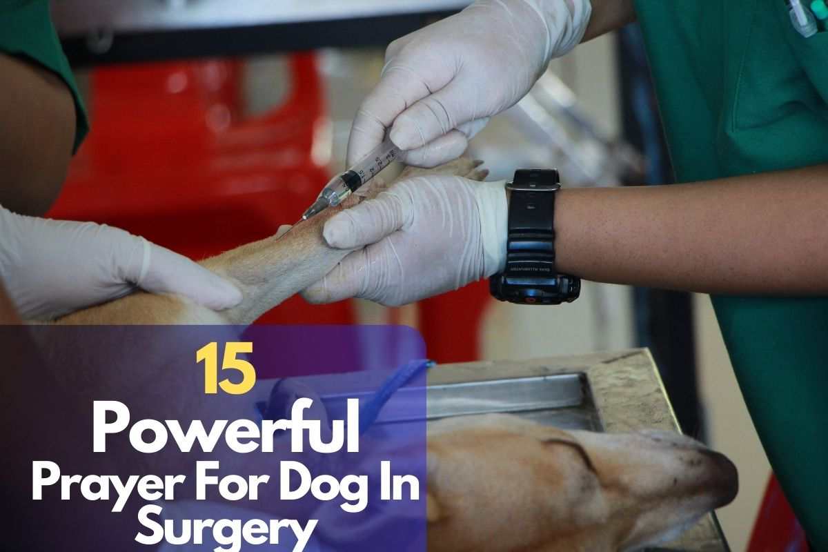 Prayer For Dog In Surgery