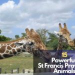 St Francis Prayer To Animals