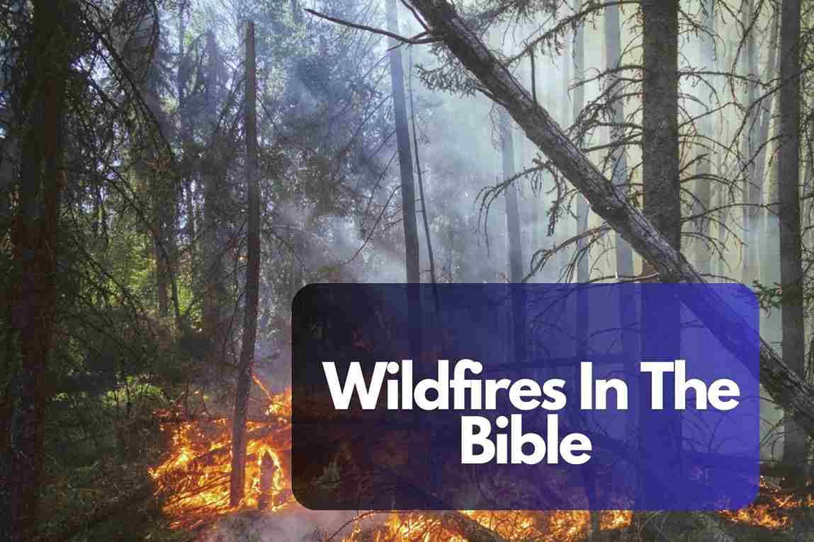 Wildfires In The Bible