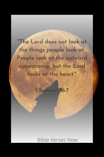 Wolf In Sheep's Clothing Bible Verse