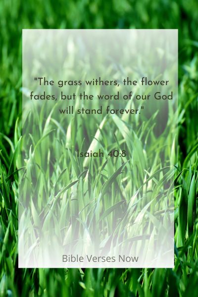  King James Bible Verse of The Day