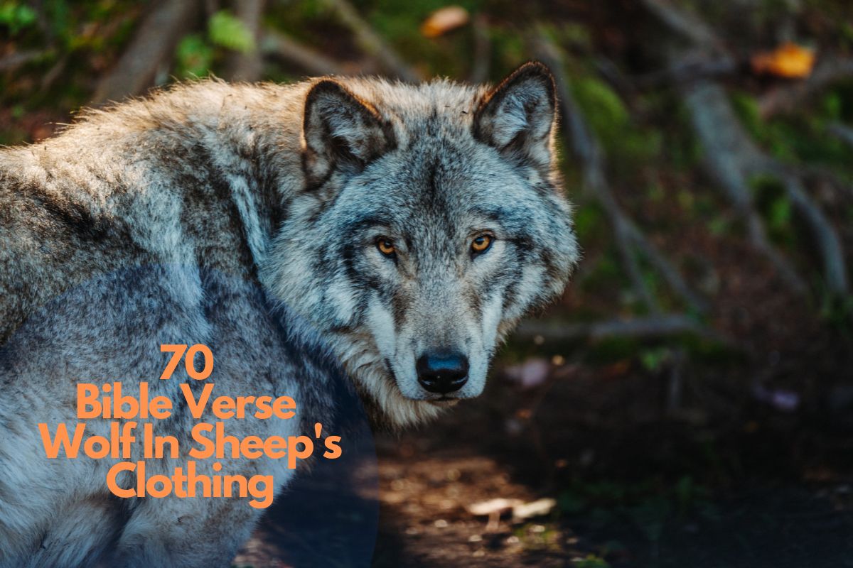 70 Bible Verse Wolf In Sheep's Clothing