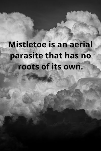 Mistletoe