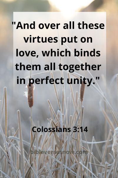 Colossians 3:14